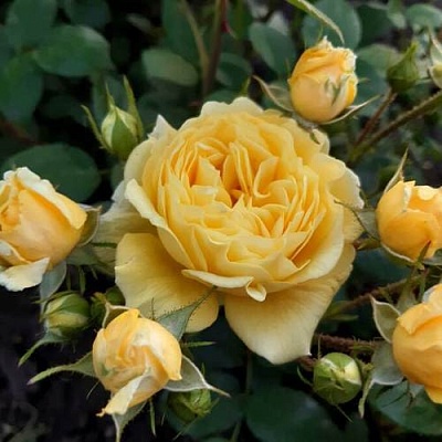 Роза флорибунда в Улан-Удэ
