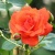 Роза АНЖЕЛИКА чайно-гибридная  в Улан-Удэ