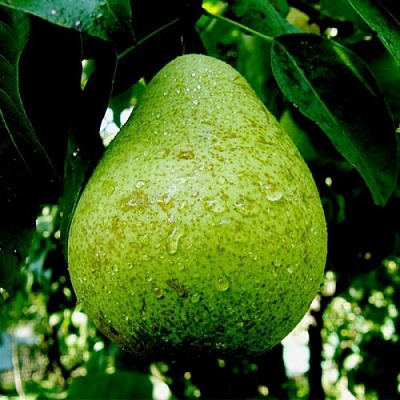 Зеленая в Улан-Удэ