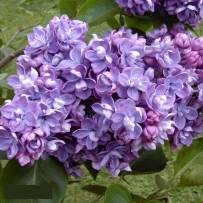 Сирень АМИ ШОТТ в Улан-Удэ