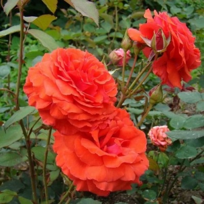 Роза АНЖЕЛИКА чайно-гибридная  в Улан-Удэ