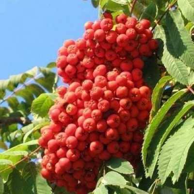 Рябина НЕВЕЖИНСКАЯ сладкоплодная в Улан-Удэ