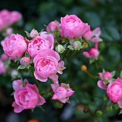 Роза полиантовая в Улан-Удэ