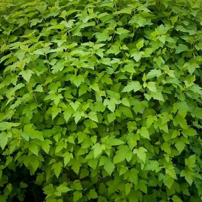 Зеленый в Улан-Удэ