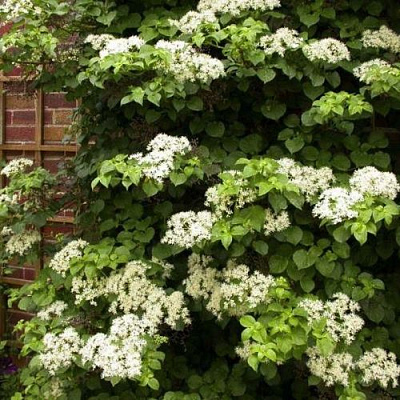 Черешковая в Улан-Удэ