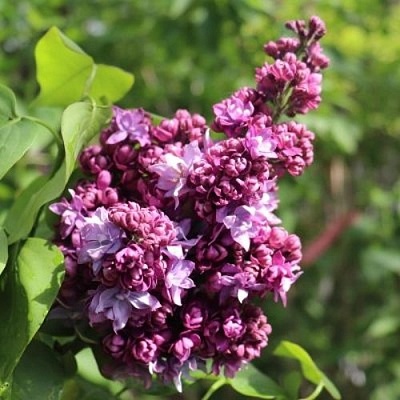 Сирень МАРШАЛ МАЛИНОВСКИЙ в Улан-Удэ