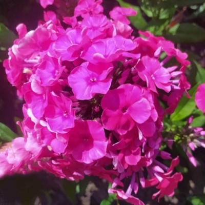 Флокс БАМБИНИ ДИЗАЙР метельчатый в Улан-Удэ