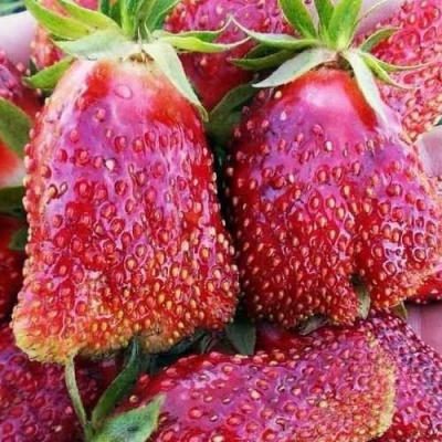 Клубника КУПЧИХА в Улан-Удэ