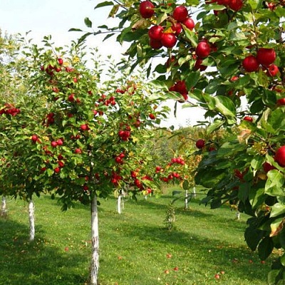 Плодовые деревья в Улан-Удэ