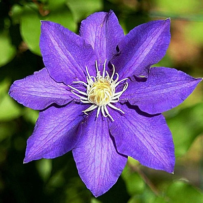 Клематис ЗЕ ПРЕЗИДЕНТ в Улан-Удэ