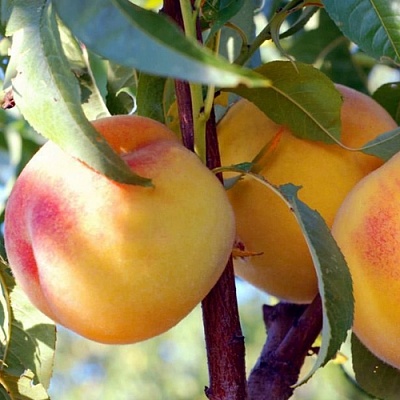 Колонновидные персики в Улан-Удэ