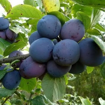 Слива КРОМАНЬ в Улан-Удэ