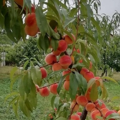 Персик ВУЛКАН в Улан-Удэ
