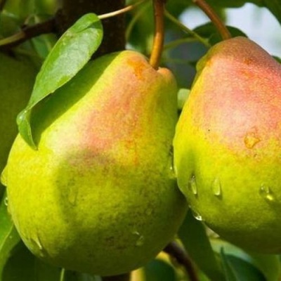 Груша ФЛЕЙТА в Улан-Удэ