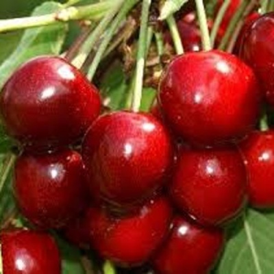 Черешня МИНЧАНКА в Улан-Удэ