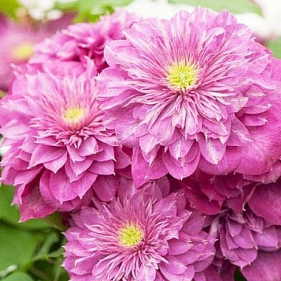 Клематис КАЙЗЕР в Улан-Удэ