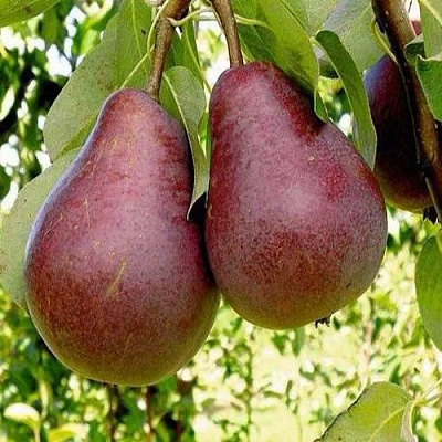 Красная в Улан-Удэ