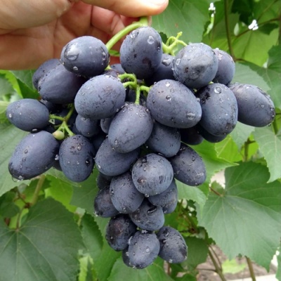 Виноград ЗАБАВА в Улан-Удэ