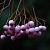 Рябина ПЕКИНСКАЯ сладкоплодная в Улан-Удэ