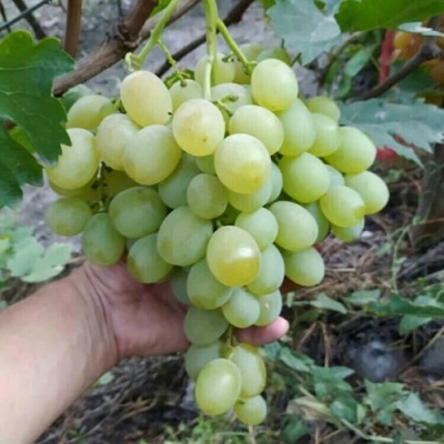 Виноград ВАНЮША в Улан-Удэ