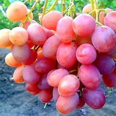 Виноград АНЮТА в Улан-Удэ