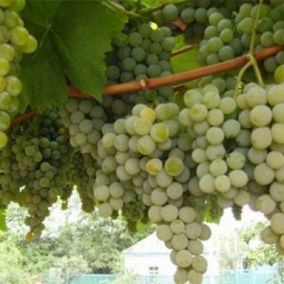 Виноград АНАНАСНЫЙ РАННИЙ в Улан-Удэ