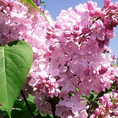 Сирень АДЕЛИНА в Улан-Удэ