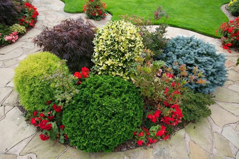 Карликовые кустарники для сада                         