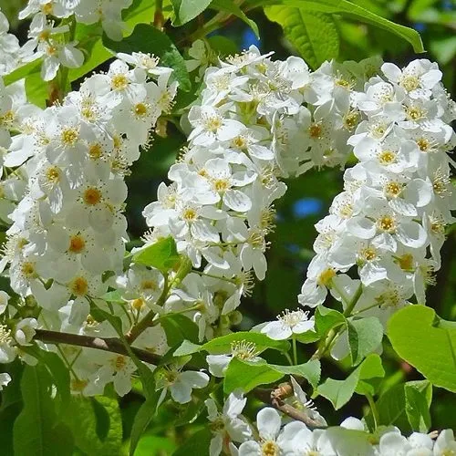 Черемуха ЧАЙКА в Улан-Удэ