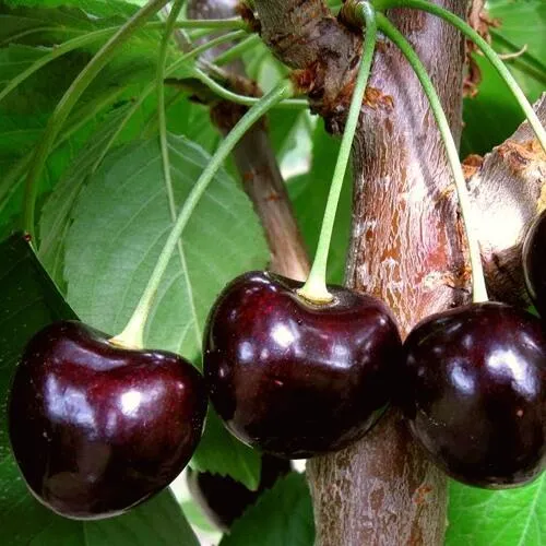 Черешня ДОНЕЦКИЙ УГОЛЁК в Улан-Удэ