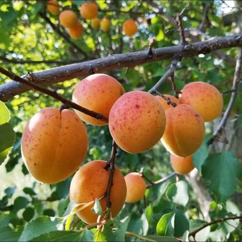Абрикос ЖЕРДЕЛА в Улан-Удэ