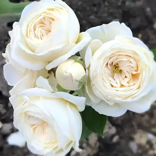 Роза АРТЕМИС шраб в Улан-Удэ