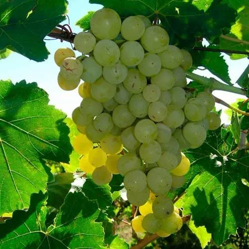 Виноград КИШМИШ МУСКАТНЫЙ в Улан-Удэ