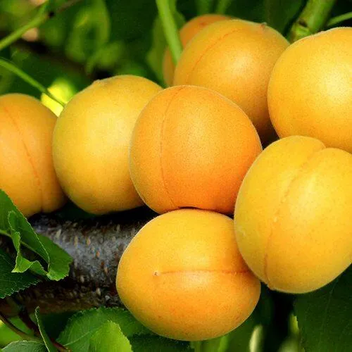 Абрикос ЦАРСКИЙ в Улан-Удэ