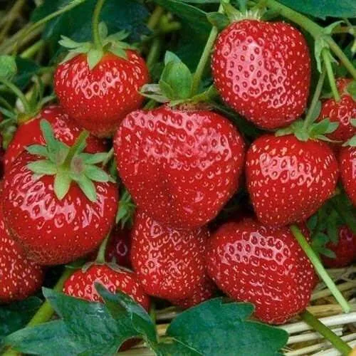 Клубника СЕЛЬВА ремонтантная в Улан-Удэ